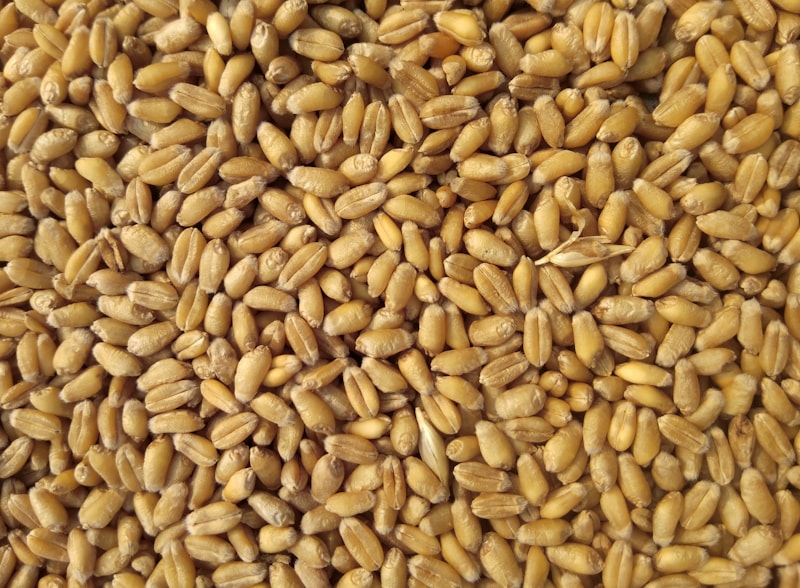 Maize