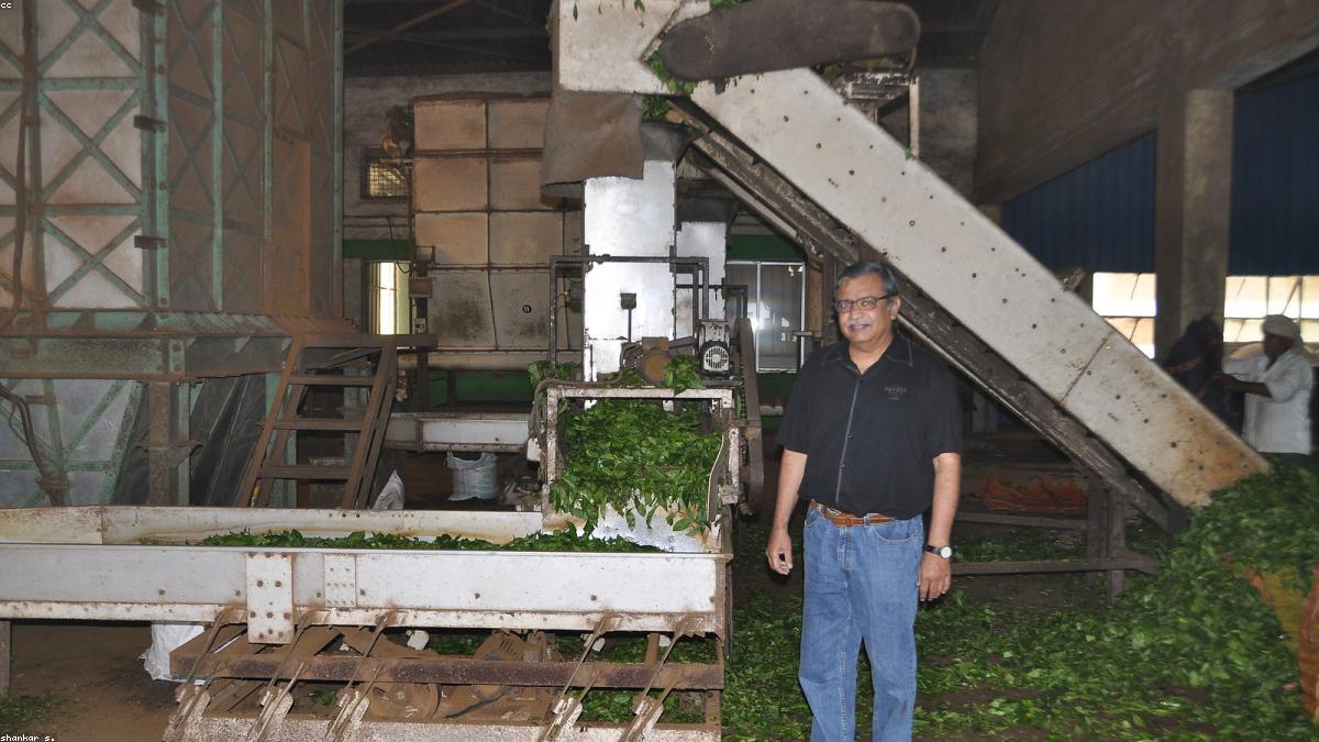 Tea export sourcing