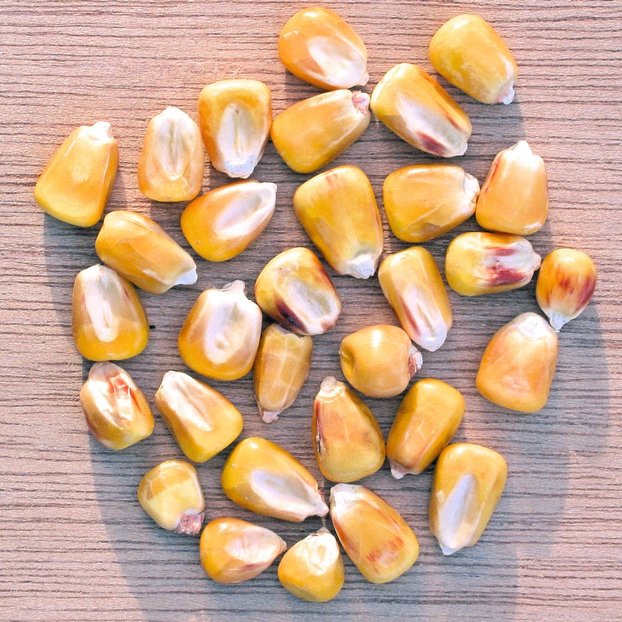 Maize