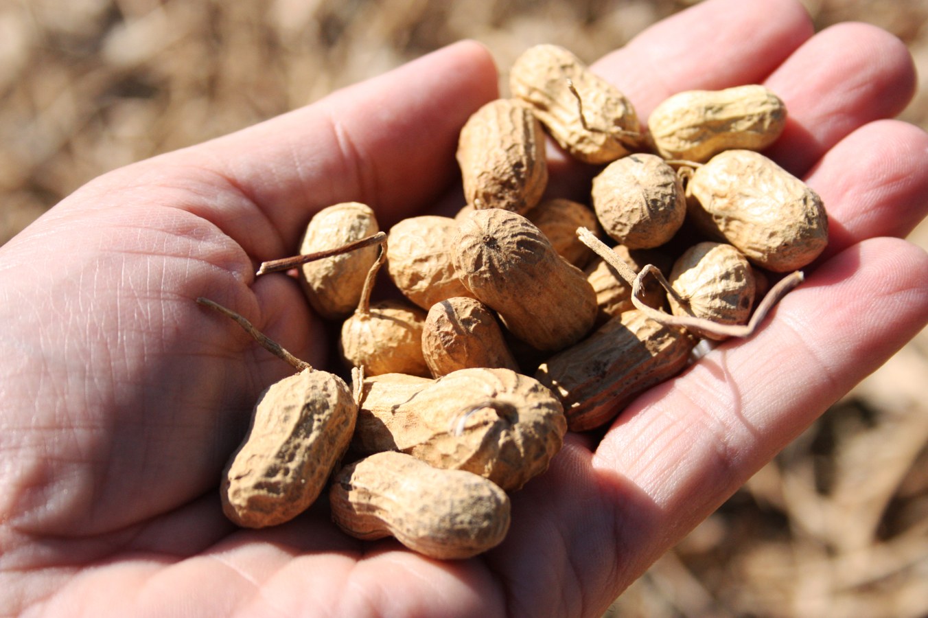 Peanuts