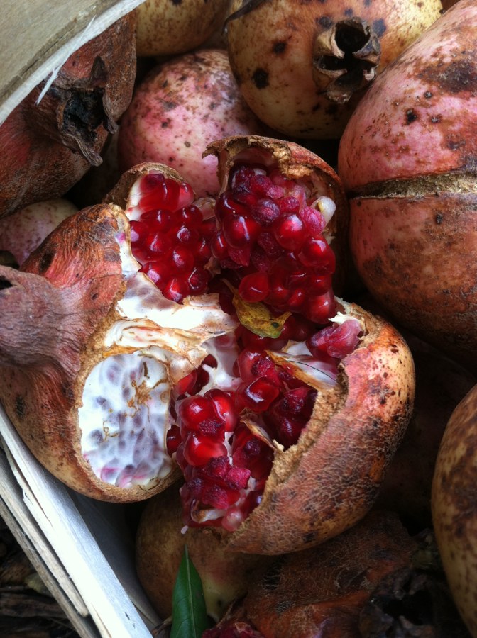 Pomegranate